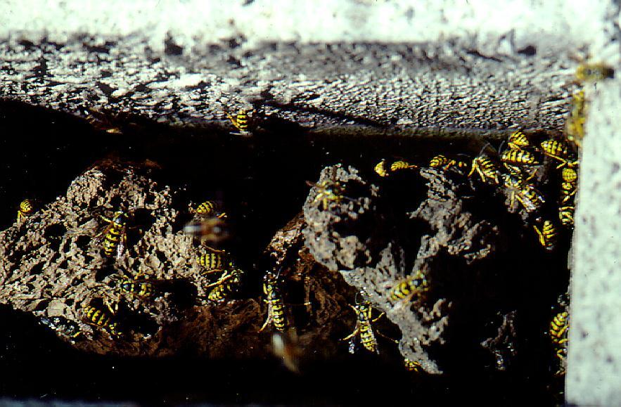 A swarm of Vespula wasps