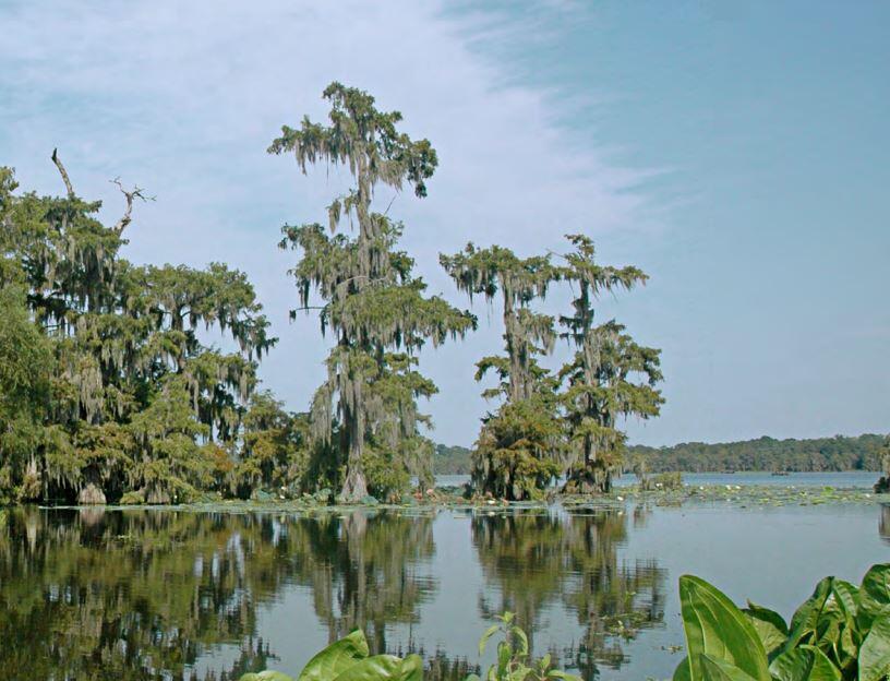 Lake Martin, South-Central Louisiana