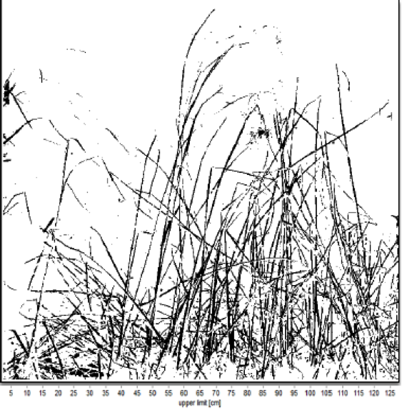 Plot shows tall grass stalks from a side-on perspective.