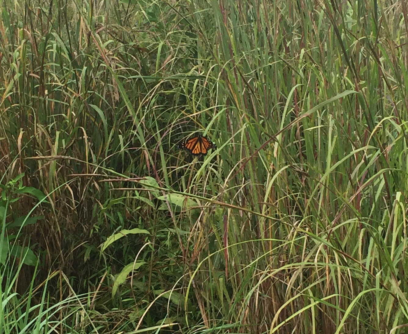 Butterfly in tall grass in Sheperdstown, WV