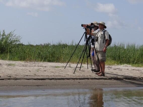 Monitoring Effects of Barrier Island Restoration on Piping Plovers in Louisiana