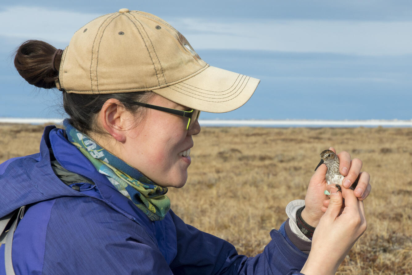 Scientist holding a Western Sandpiper with leg band in Nome, Alaska 