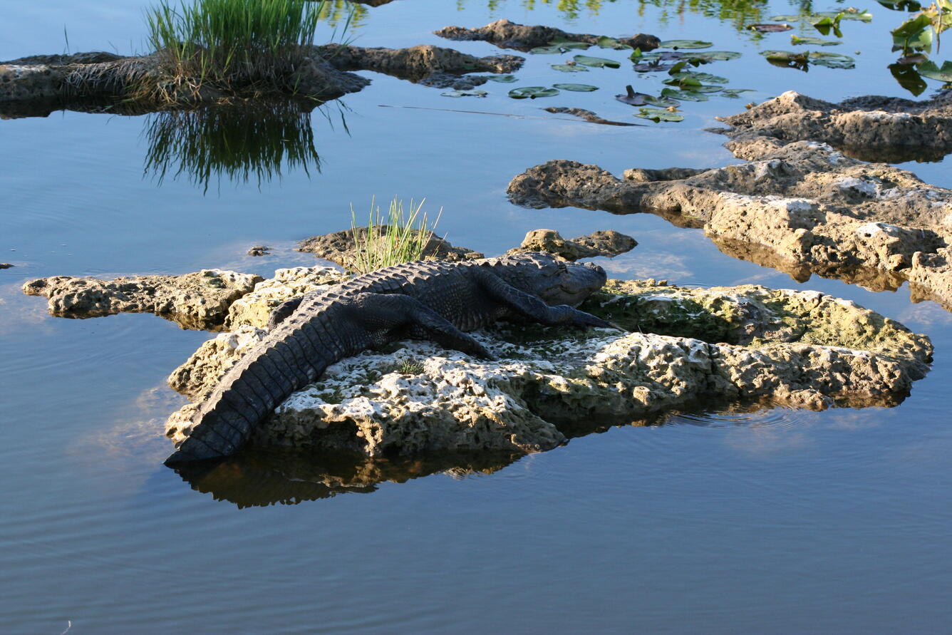An alligator rest on exposed limestone bedrock, sunning itself.