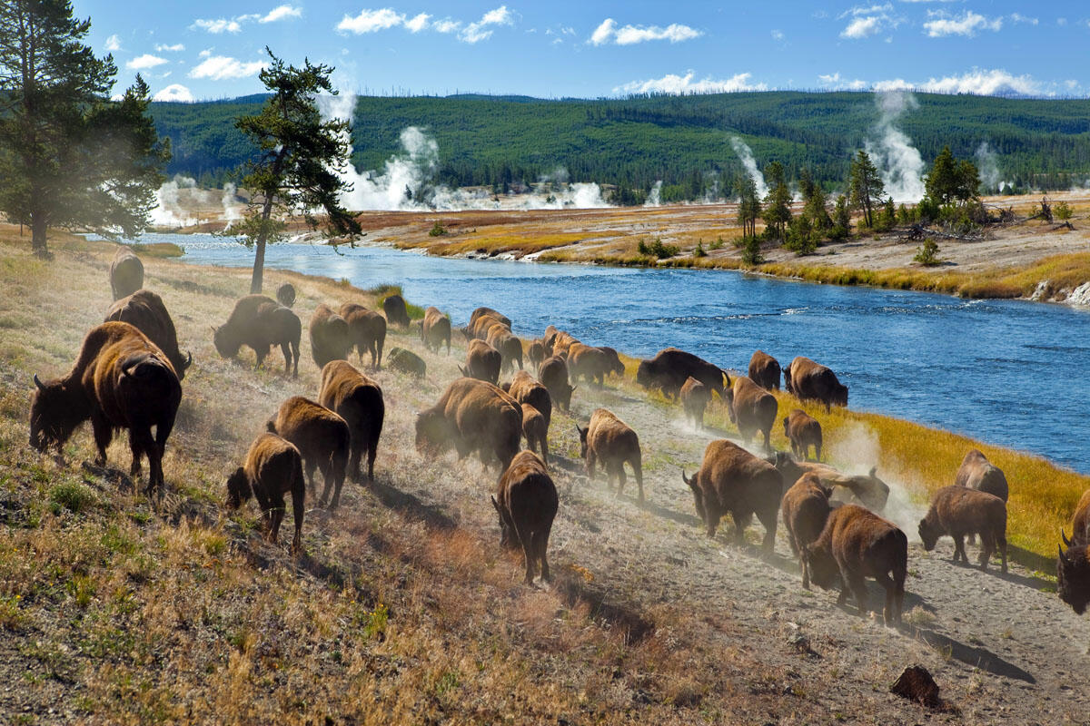 Buffalo at Yellowstone National Park