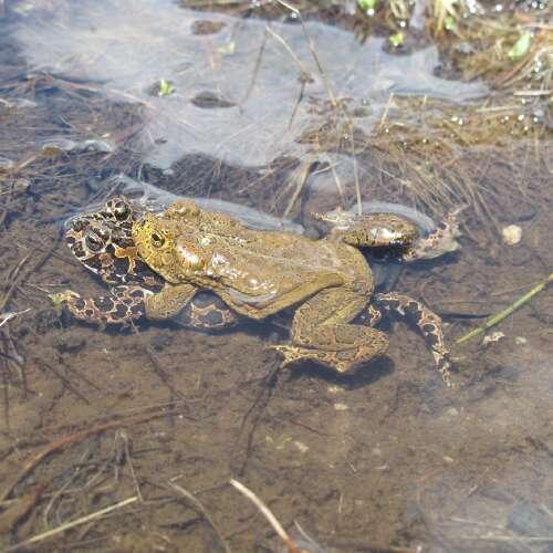 Threatened Yosemite toads mating. (Larger image)