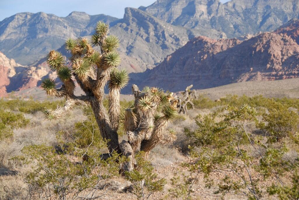 Joshua Tree (Yucca Brevifolia) in the Red Rock Canyon National Conservation Area, Nev.