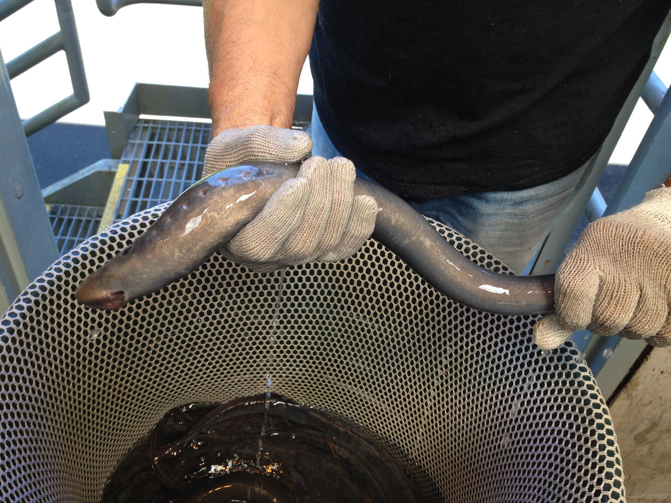 Scientist Holding an Adult Pacific Lamprey