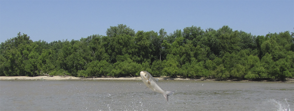 Asian Carp jumping from the Illinois River