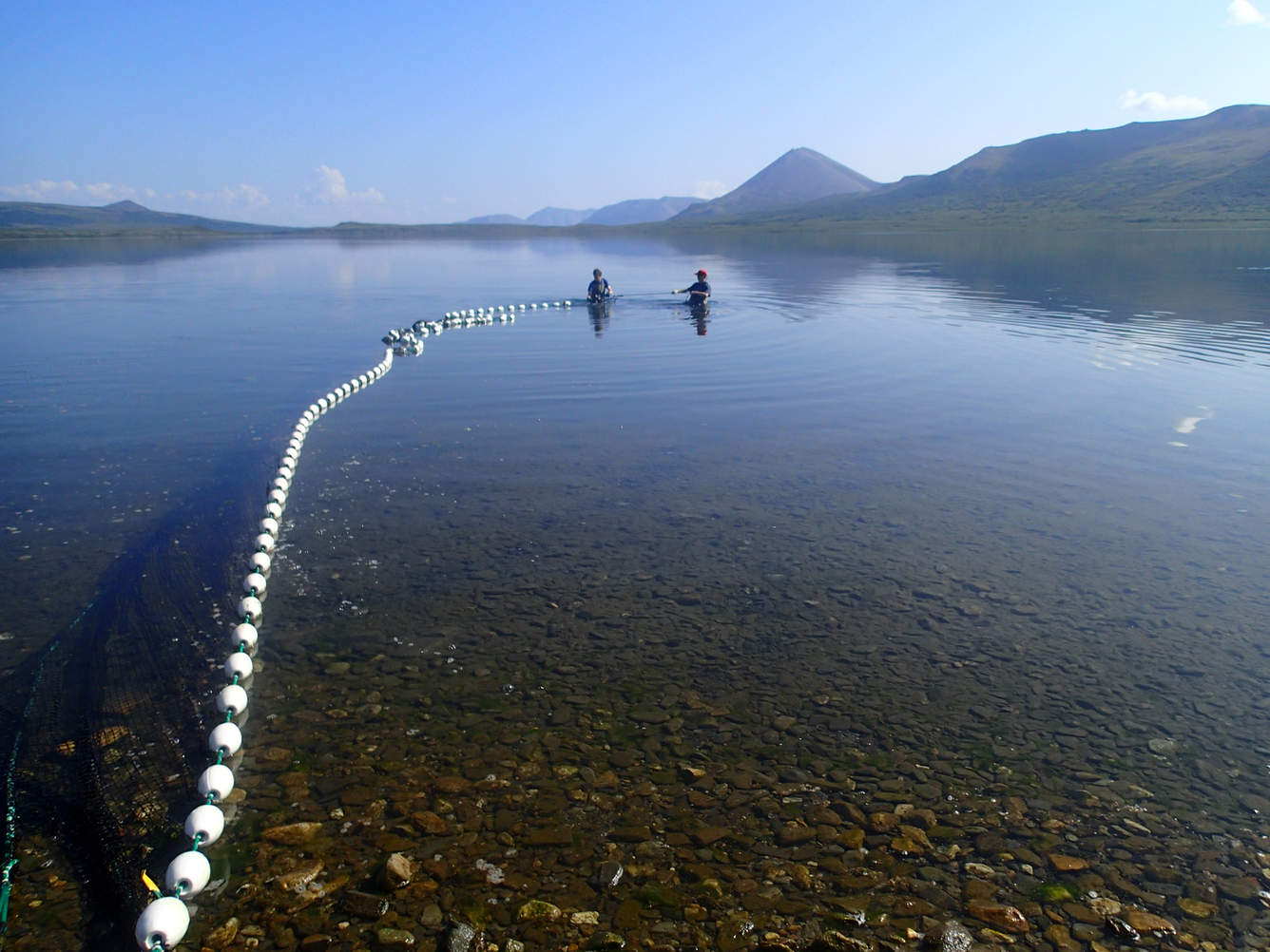 Two people pulling a beach seine net in Salmon Lake.
