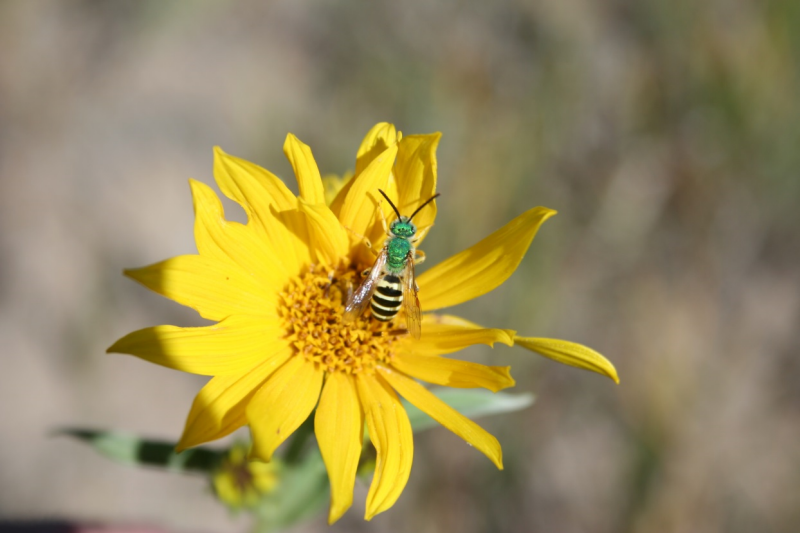 A picture of a bee pollinating a flower