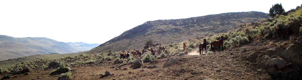 Wild horses near a well in the Tracy Segment hydrographic area, Nevada
