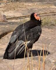 A California condor, an endangered species of bird