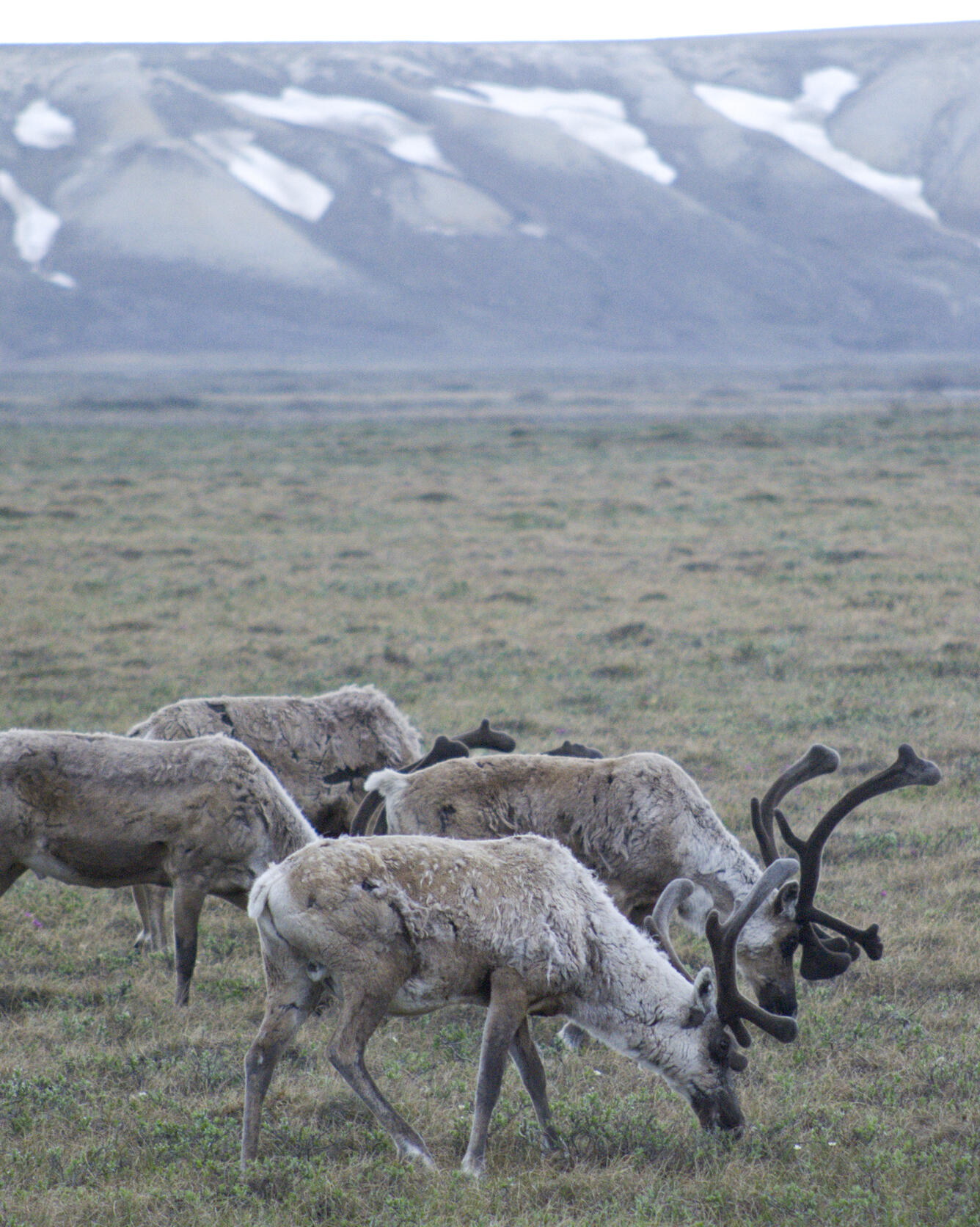 Caribou grazing near the Dalton Highway in the northern part of Alaska.