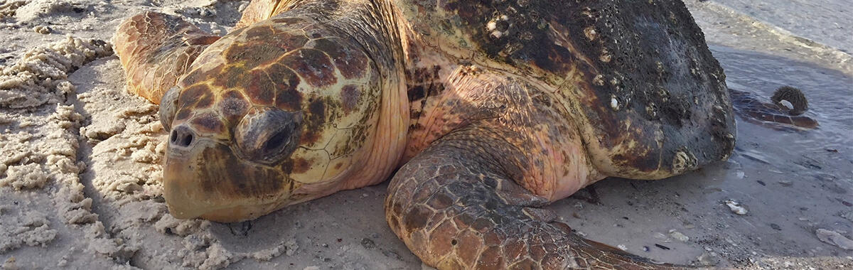 A sea turtle on the beach