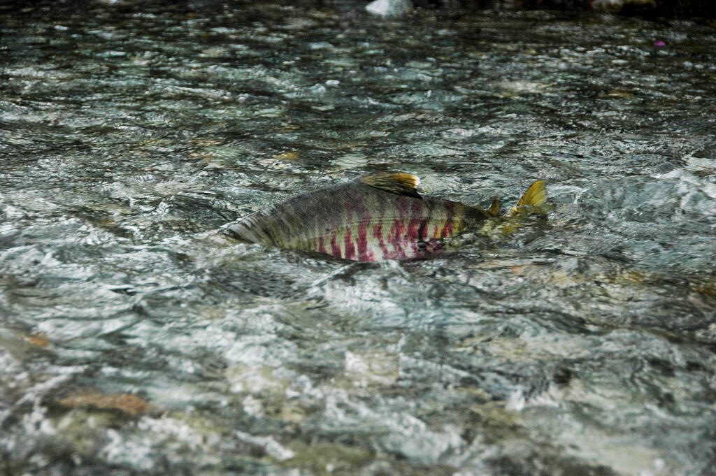 A spawining chum salmon with it's back out of the water in a side channel of the Matanuska River