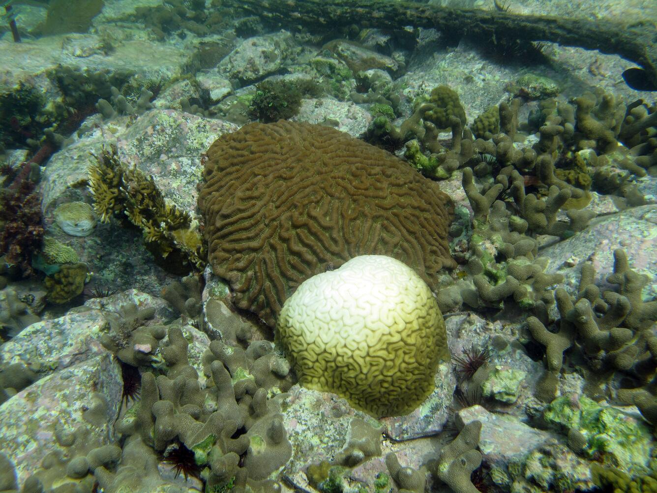 A Bleached Coral Next to an Unbleached Coral