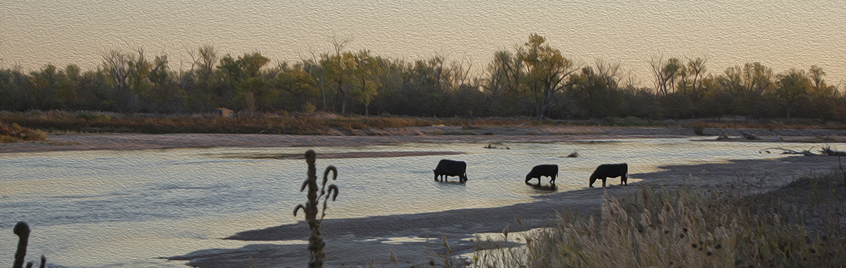 Cows drinking from the Platte River, Nebr.