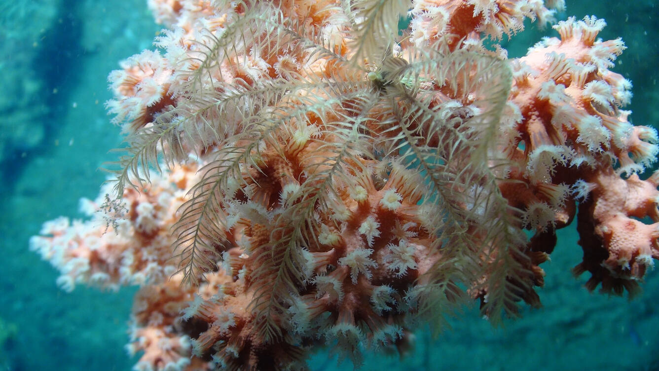 crinoid attached to bubblegum coral 