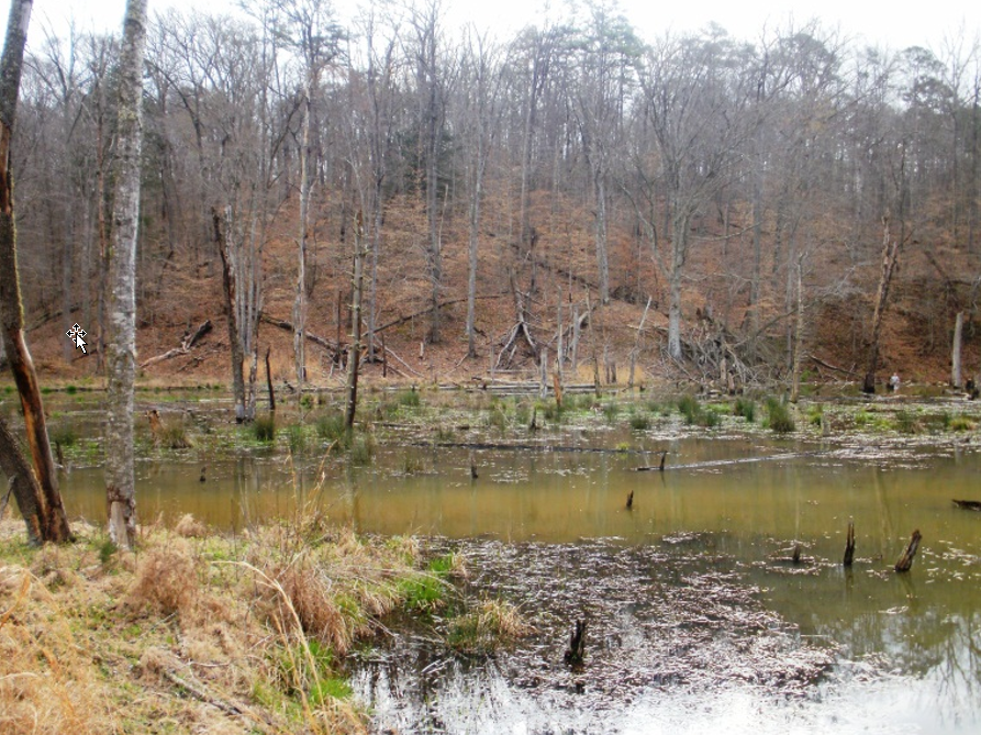 Cumberland Gap National Historic Park Davis Branch beaver dam