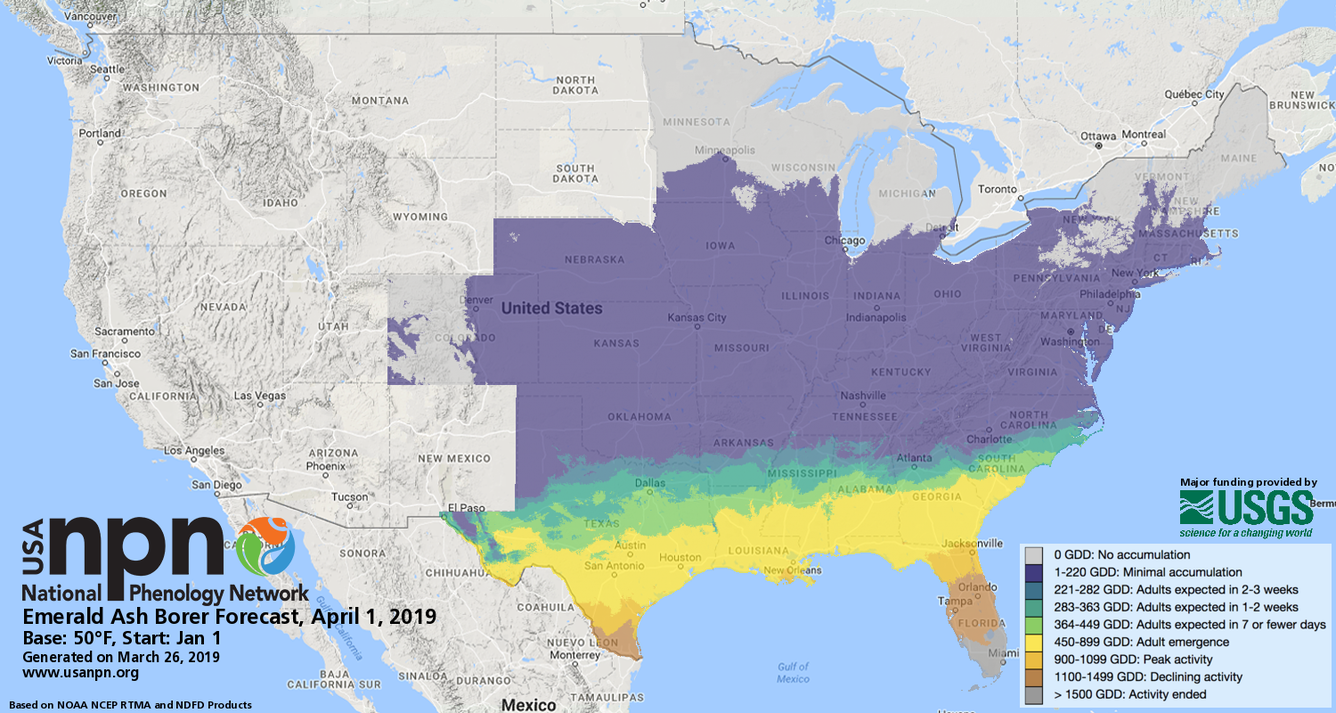 USA-NPN Pheno Forecast of emerald ash borer adult emergence.