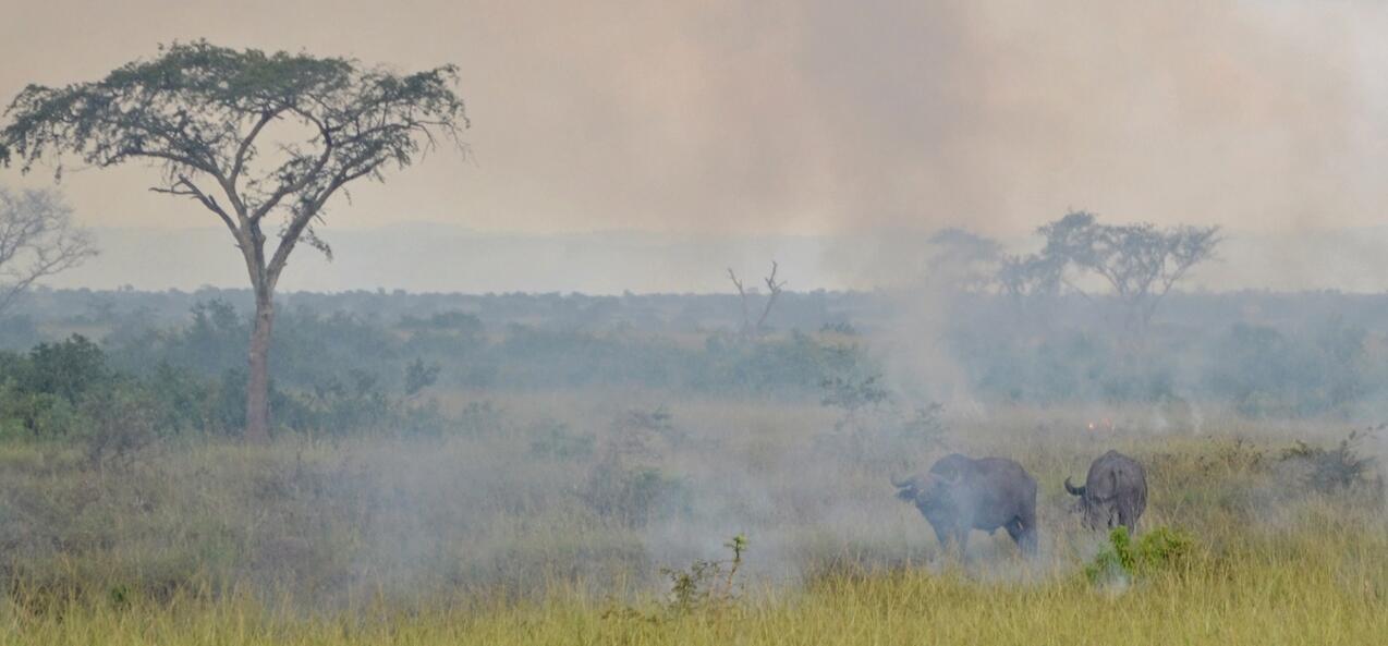 Wildlife in smoke from a grassland fire in Uganda