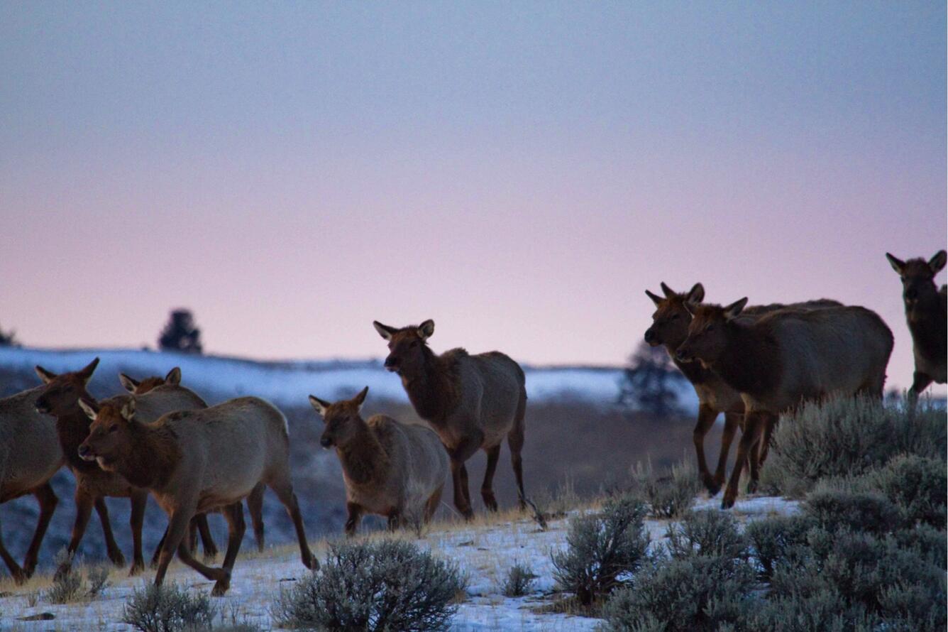 Migrating elk herd