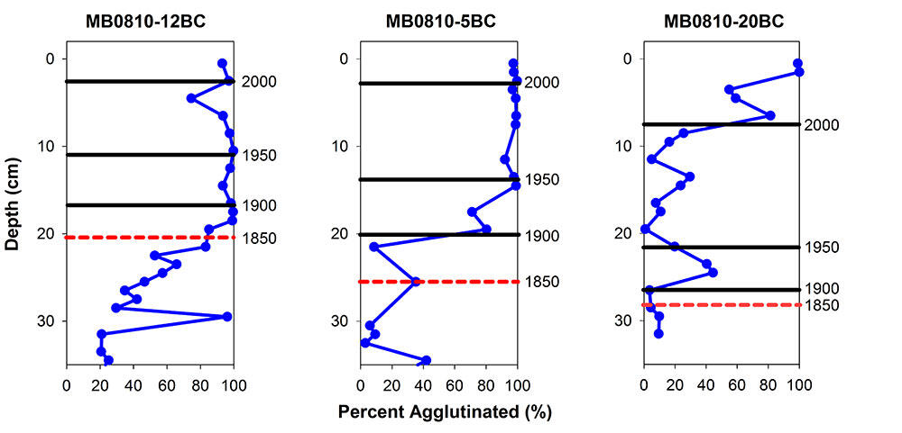 Graphic showing changes in the percent agglutinated foraminifers in three dated box cores
