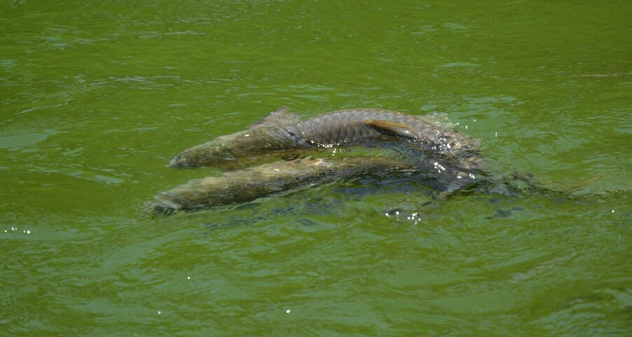 Grass carp exhibiting rubbing behavior during spawning 