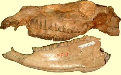 Fossil skull of Merychippus sejunctus, an ancient horse