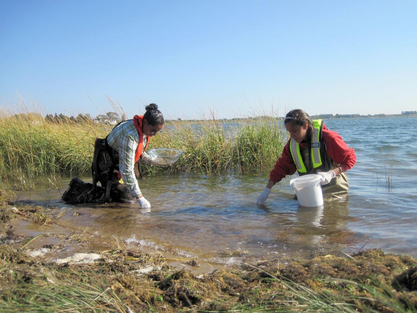 USGS hydrologist and a Shinnecock Nation member work together gathering oyster and bed sediment samples