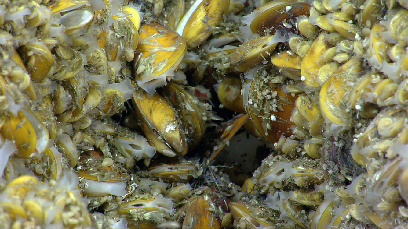 chemosynthetic mussels
