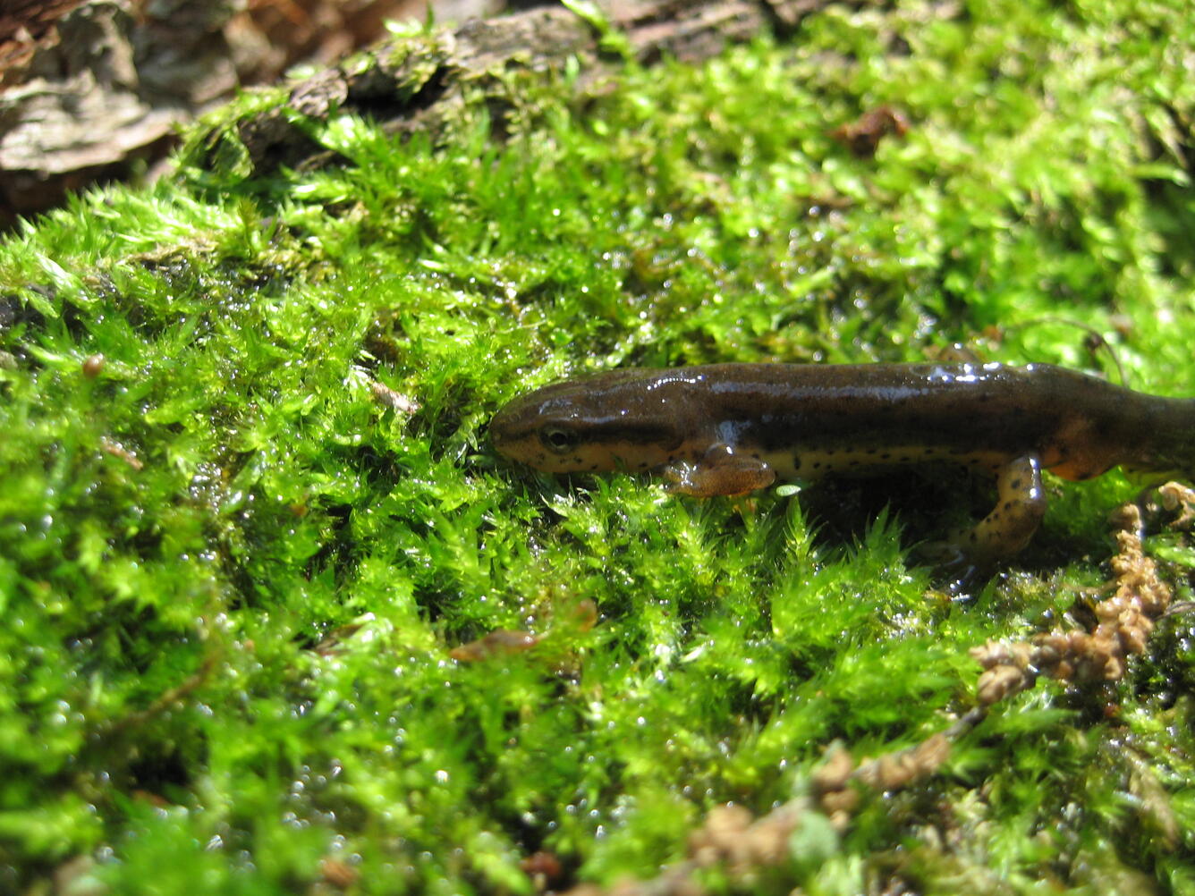 A brown newt on green moss.