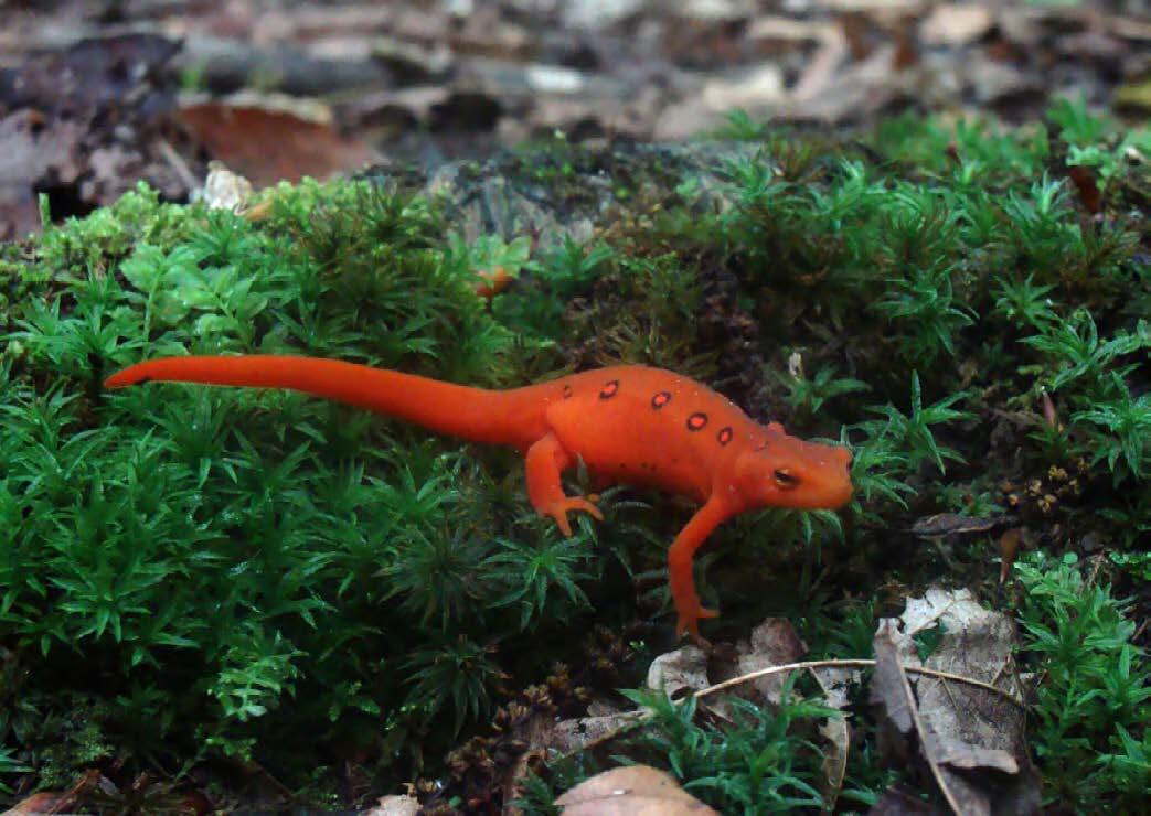 Eastern red-spotted newt
