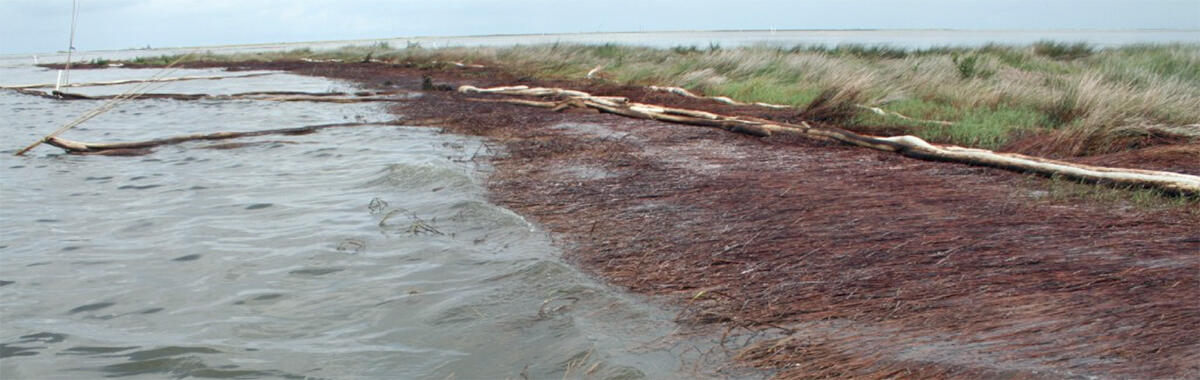 Marshland in Louisiana effected by the Deepwater Horizon oil spill. 