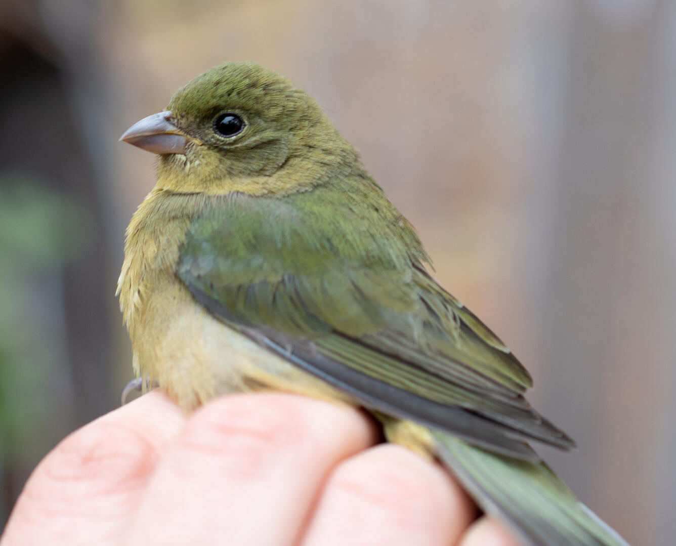 A Painted Bunting held in the hand. 
