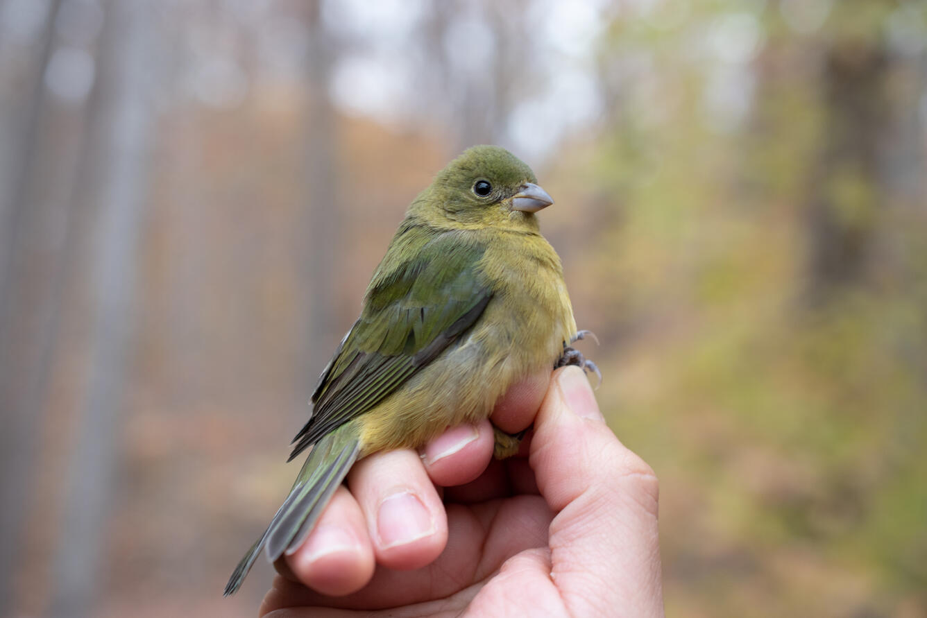 A Painted Bunting held in the hand to display entire bird