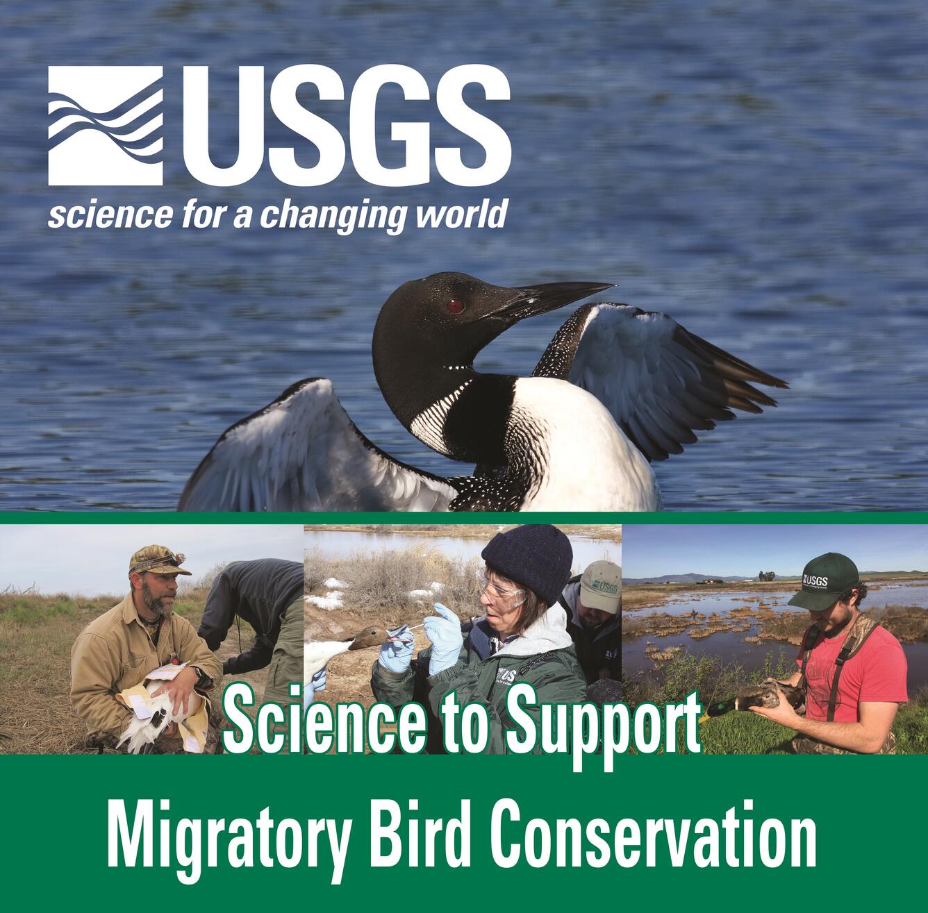 USGS graphic illustrating Ecosystems Mission Area science in support of Migratory Bird Conservation