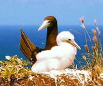 Brown booby and chick