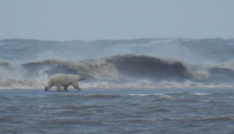 Photograph of a polar bear crossing a submerged sand bar during an open water storm.