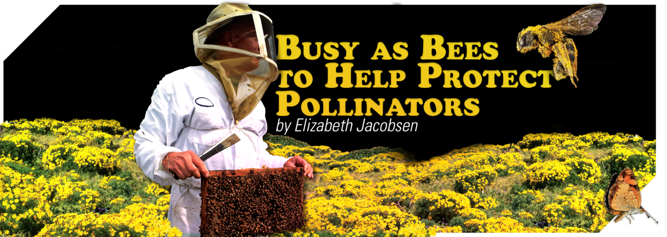 Busy as Bees to Help Protect Pollinators