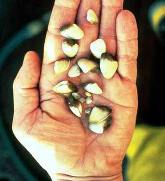 The invasive Asian clam, Corbula amurensis, is one of the invertebrate species the scientists studied