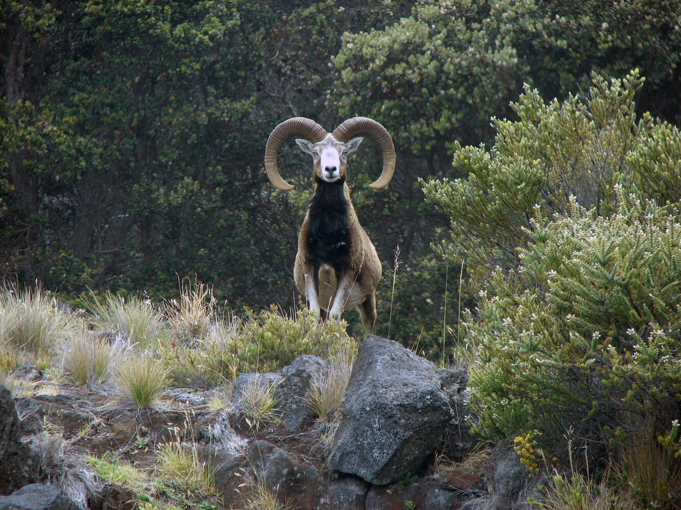 Head-on view of a male mouflon staring directly back at the camera 