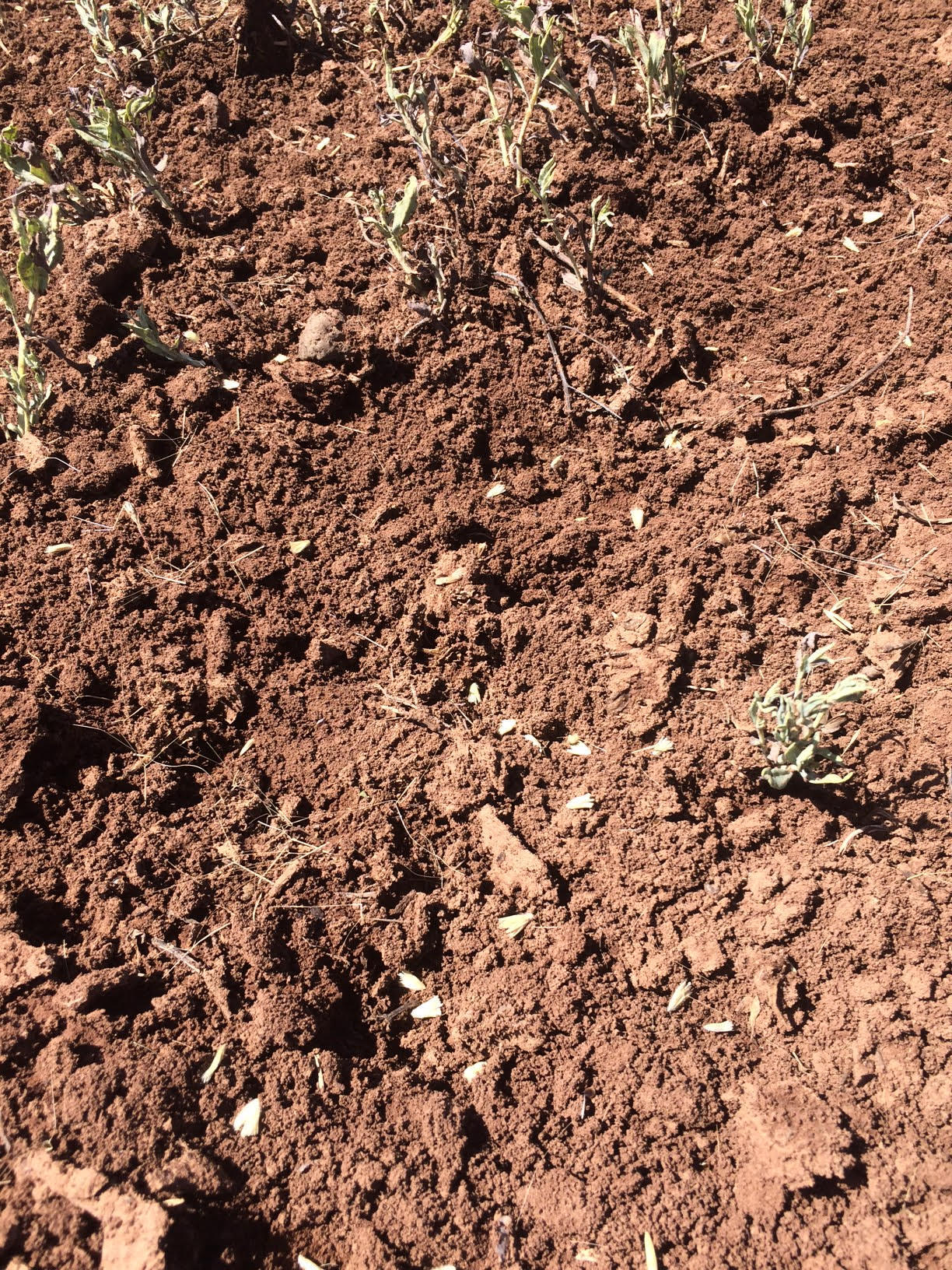 Close-up of disturbed soil containing few plants with recently spread native plant seeds at soil surface.