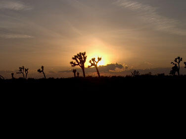 a joshua tree silhouette is surrounded by a yellow and orange sunset