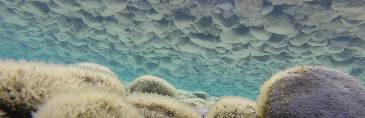 Underwater view of periphyton growing on rocks near the shore of Lake Tahoe with a reflection of the rocks on the water surface.