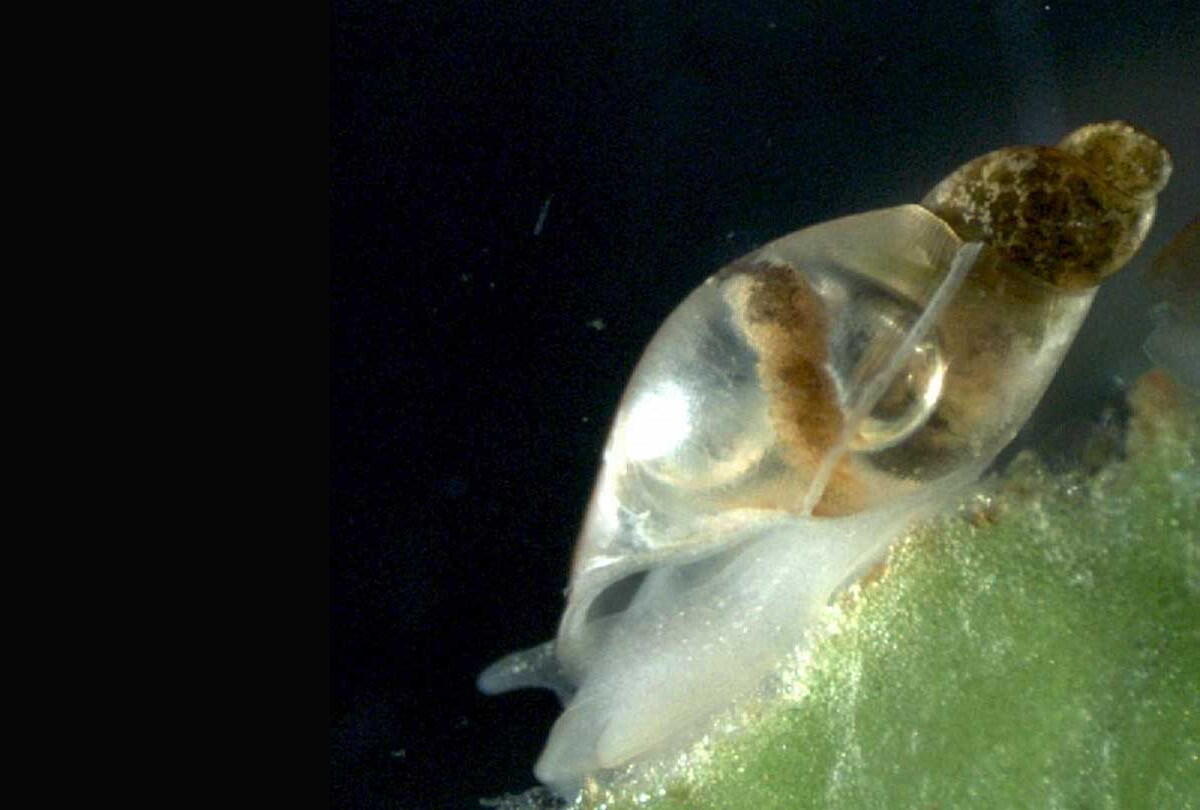 Freshwater snail -- Lymnaea stagnalis