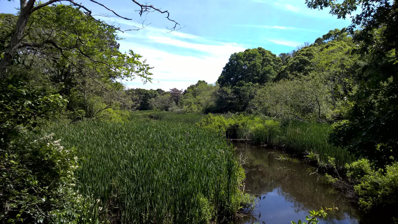 Photo of a tidally restricted wetland in the Herring River Estuary, Cape Cod, MA