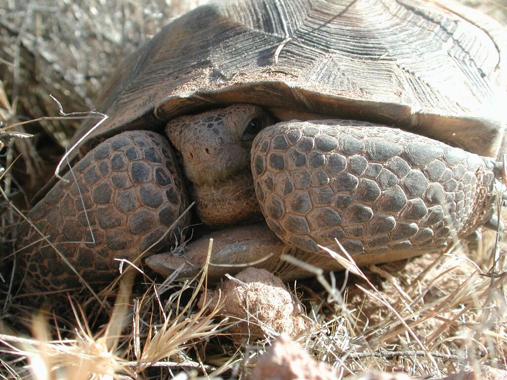 Desert Tortoise, Red Rock Canyon National Conservation Area, Nev.