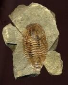 A trilobite found in the bright angel shale