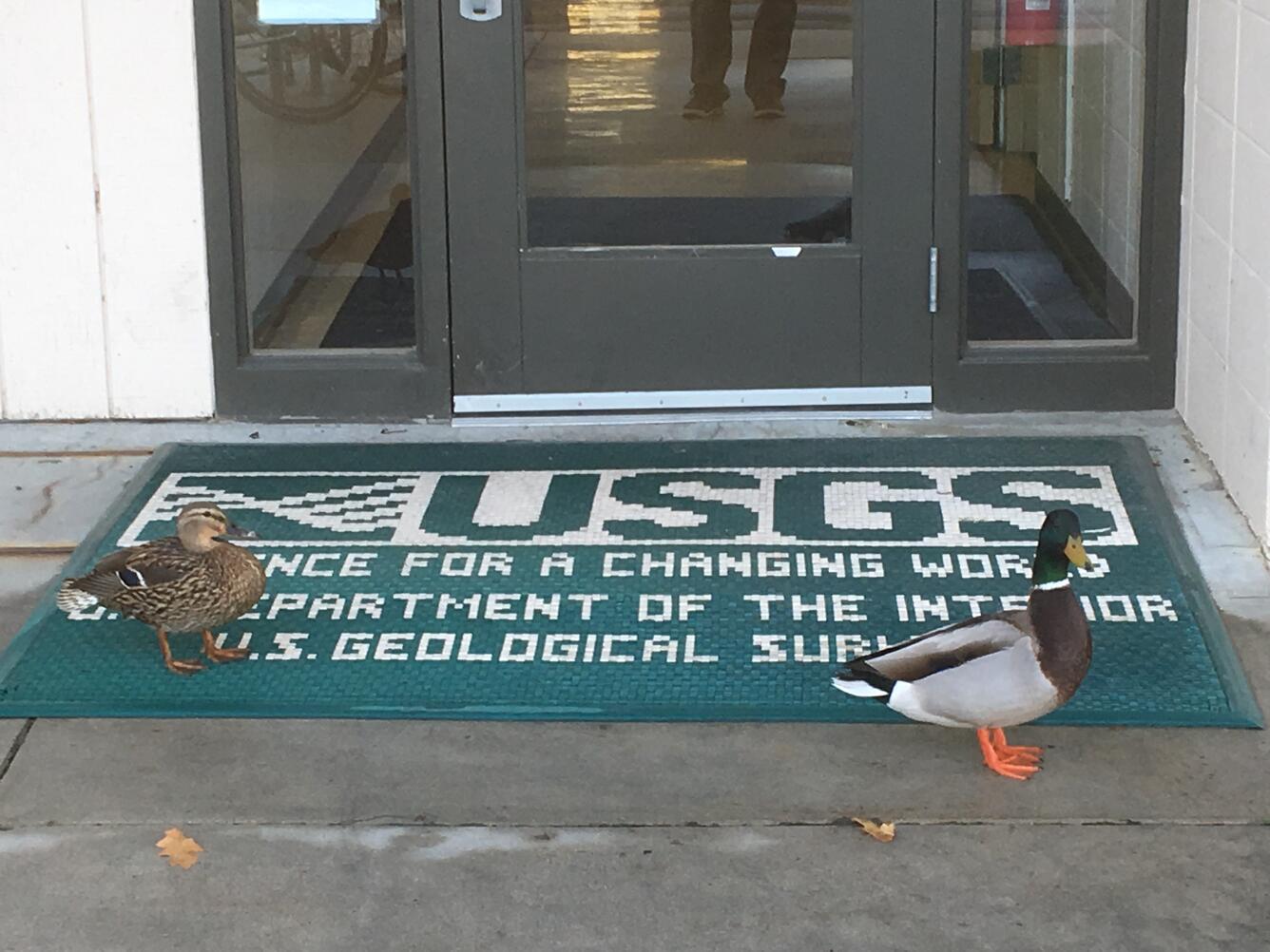 two mallard ducks standing on a USGS doormat